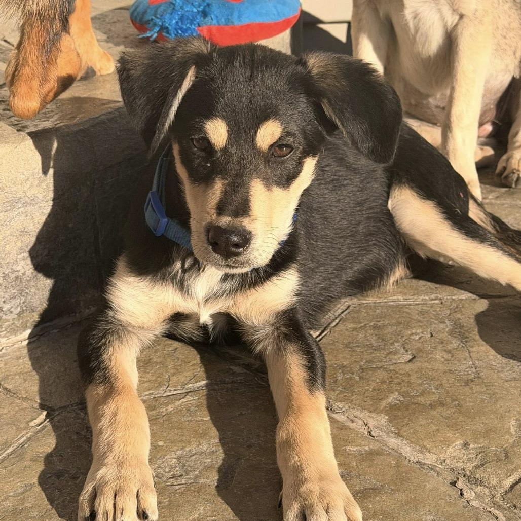 Yam, a Adoptable mixed breed in Joliet, IL image 6/6