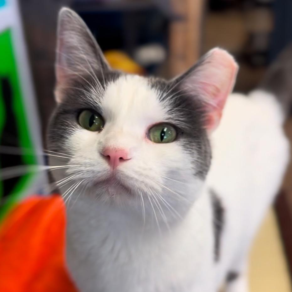 Enlarge Aries, a Adoptable Domestic Short Hair in Midland, TX image 1/2