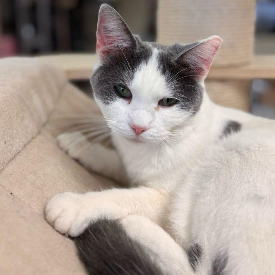 Enlarge Aries, a Adoptable Domestic Short Hair in Midland, TX image 2/2