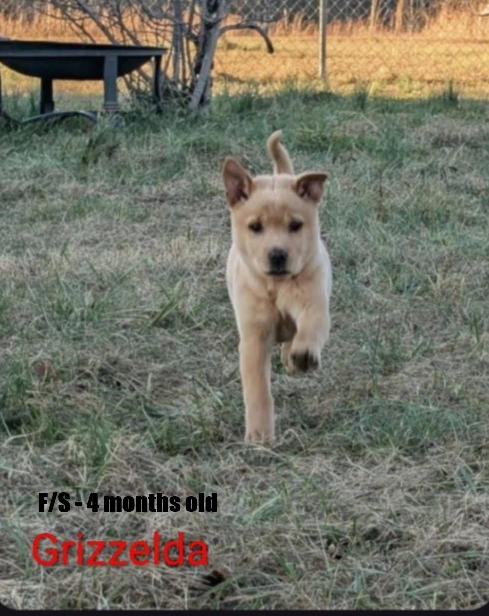 Enlarge Grizz and Grizzelda - arriving 2/21/26 around 10 am, a Adoptable mixed breed in Chardon, OH image 2/2