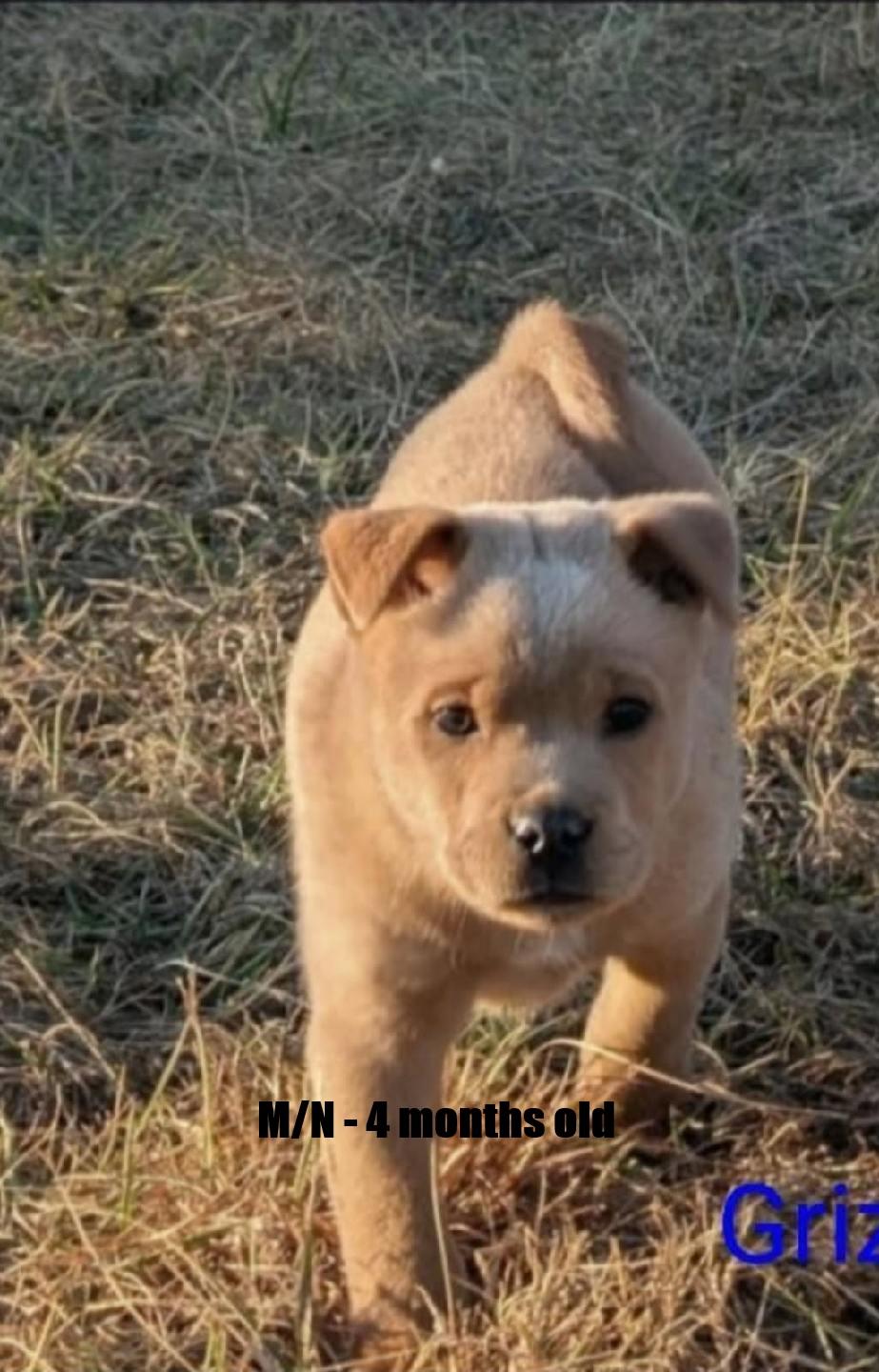 Grizz and Grizzelda - arriving 2/21/26 around 10 am, Adoptable, Puppy Female Mixed Breed.
