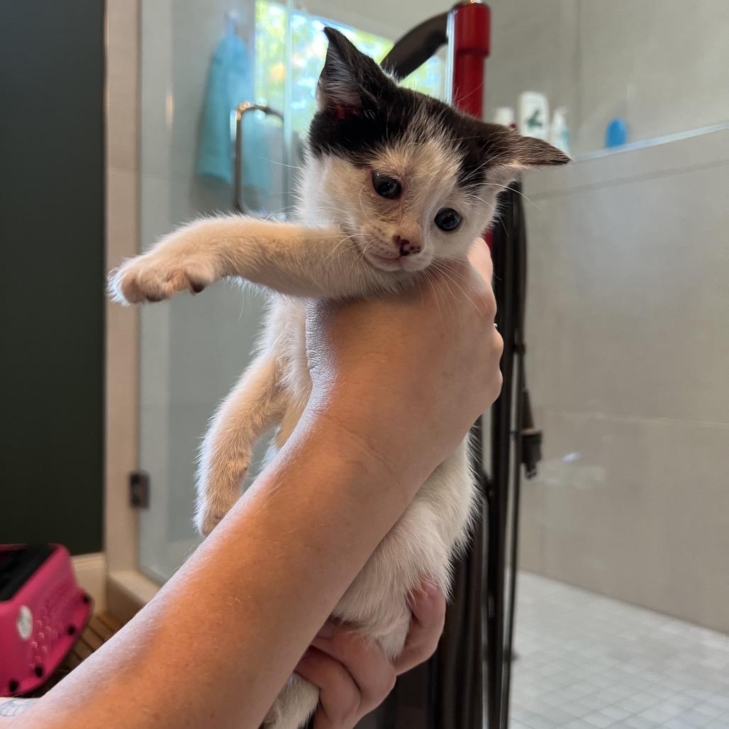 Moana (Hawaiian Kittens), Adoptable, Kitten Female Domestic Short Hair.