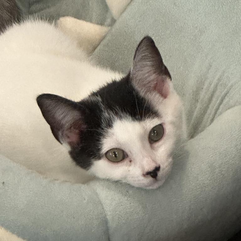 Moana (Hawaiian Kittens), a Adoptable Domestic Short Hair in Charlotte, NC image 2/3