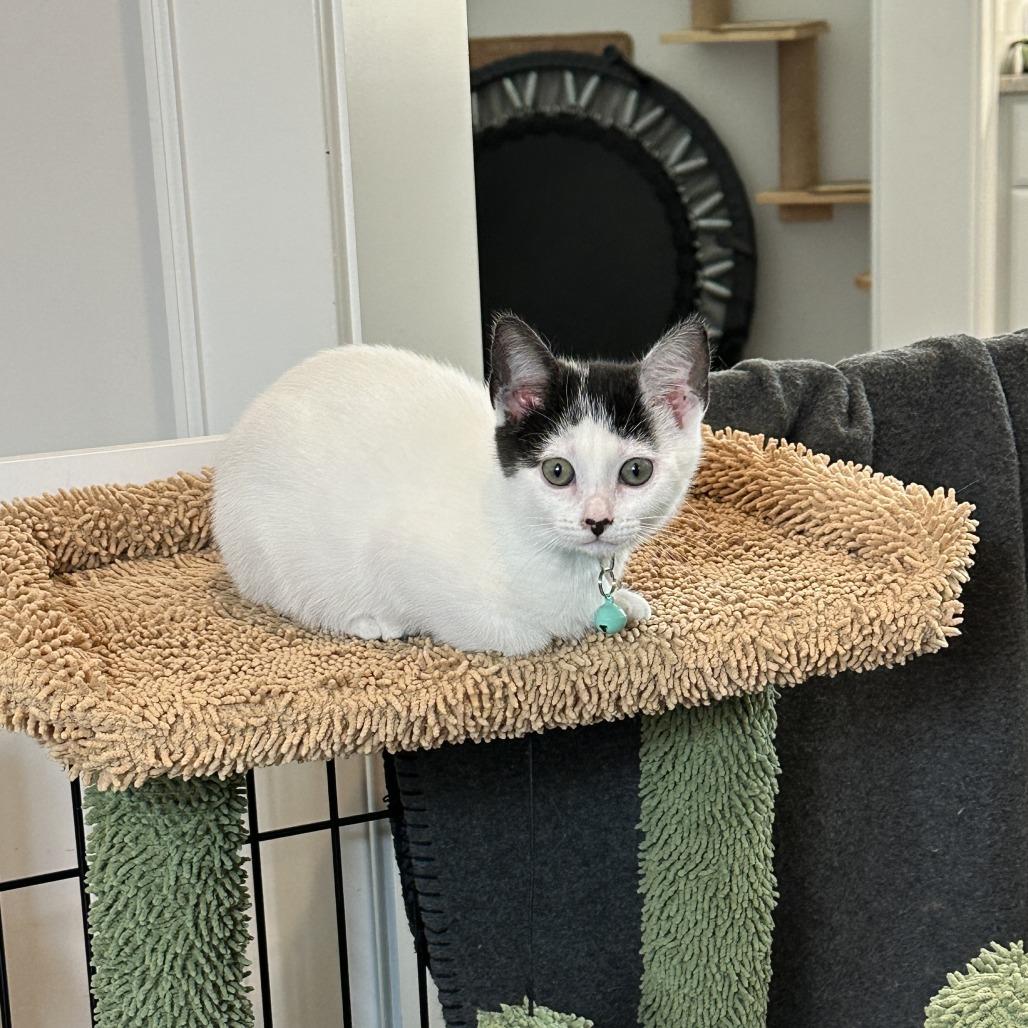 Moana (Hawaiian Kittens), a Adoptable Domestic Short Hair in Charlotte, NC image 3/3