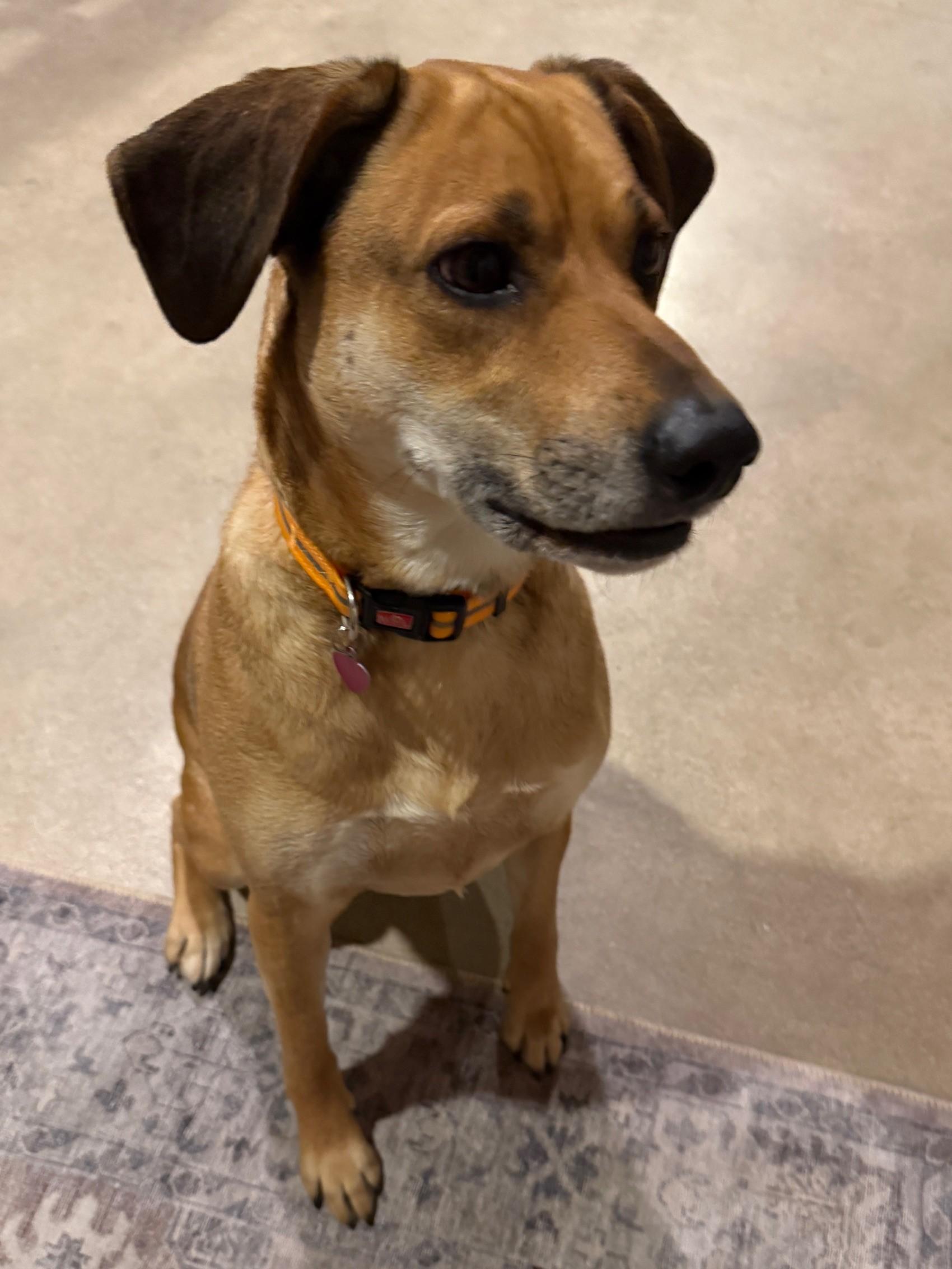 Enlarge Winston, a ADOPTABLE mixed breed in Mount Prospect, IL image 5/6