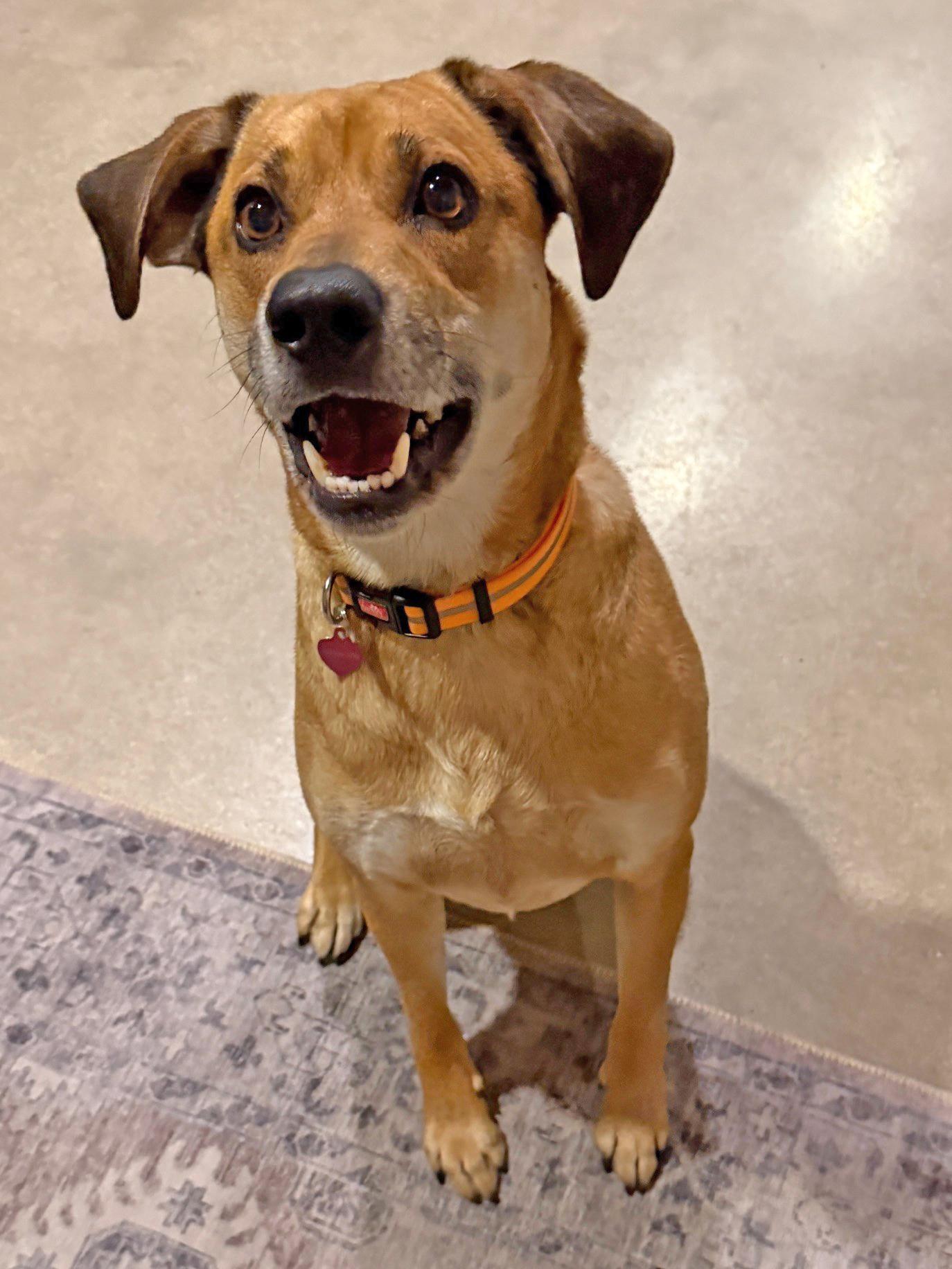 Enlarge Winston, a ADOPTABLE mixed breed in Mount Prospect, IL image 4/6