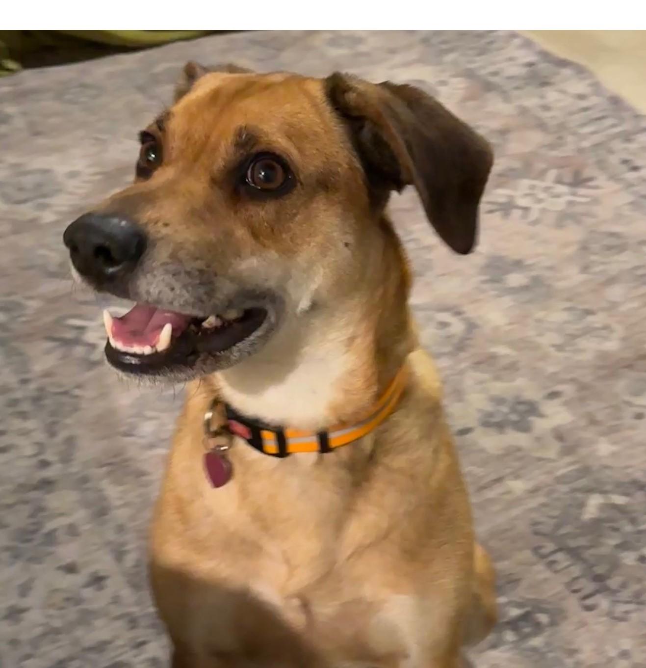 Enlarge Winston, a ADOPTABLE mixed breed in Mount Prospect, IL image 1/6