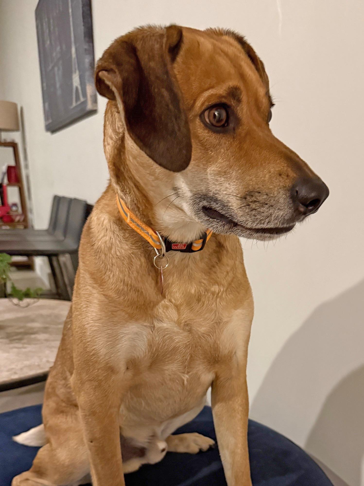 Enlarge Winston, a ADOPTABLE mixed breed in Mount Prospect, IL image 2/6