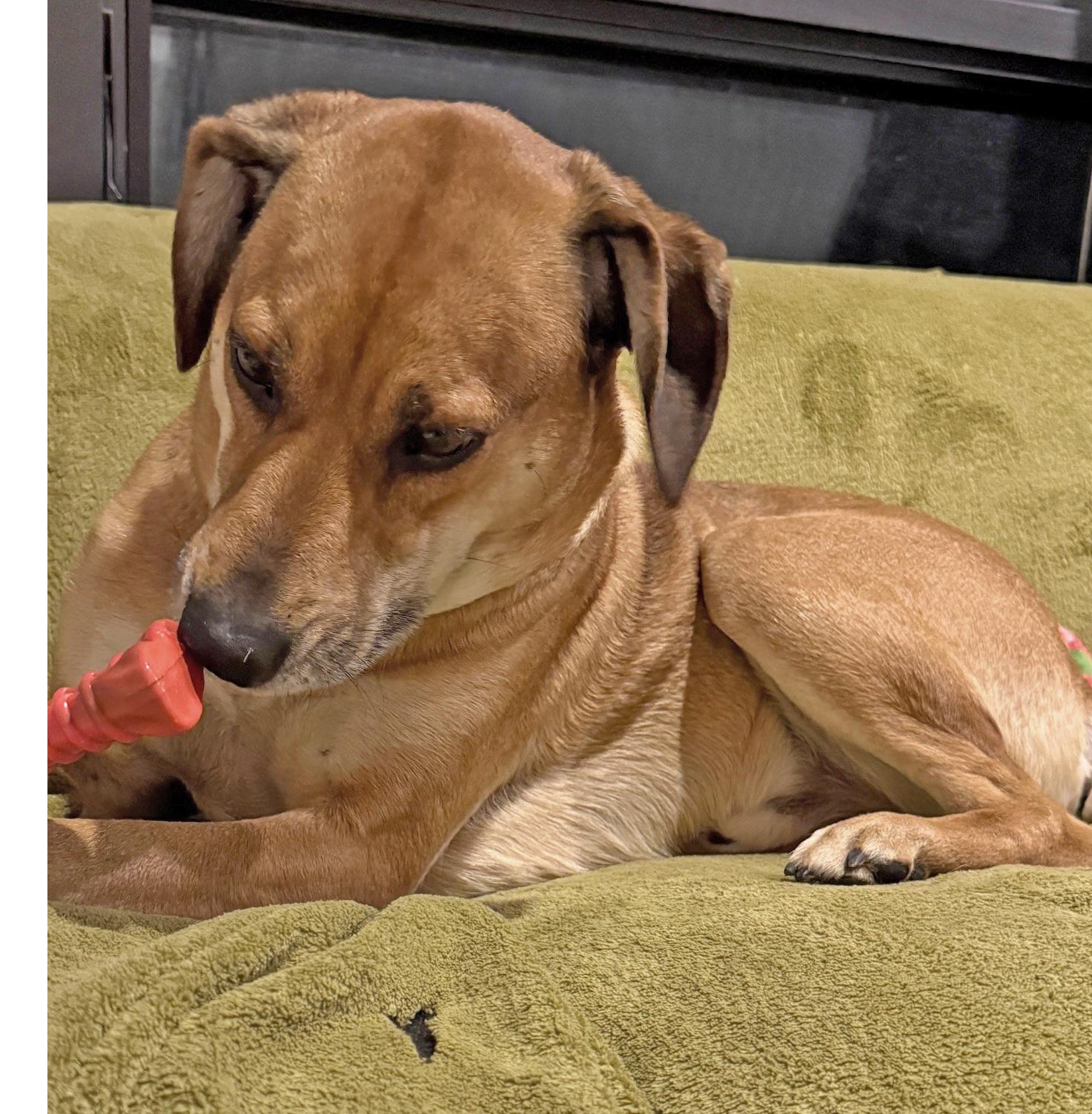 Enlarge Winston, a ADOPTABLE mixed breed in Mount Prospect, IL image 6/6