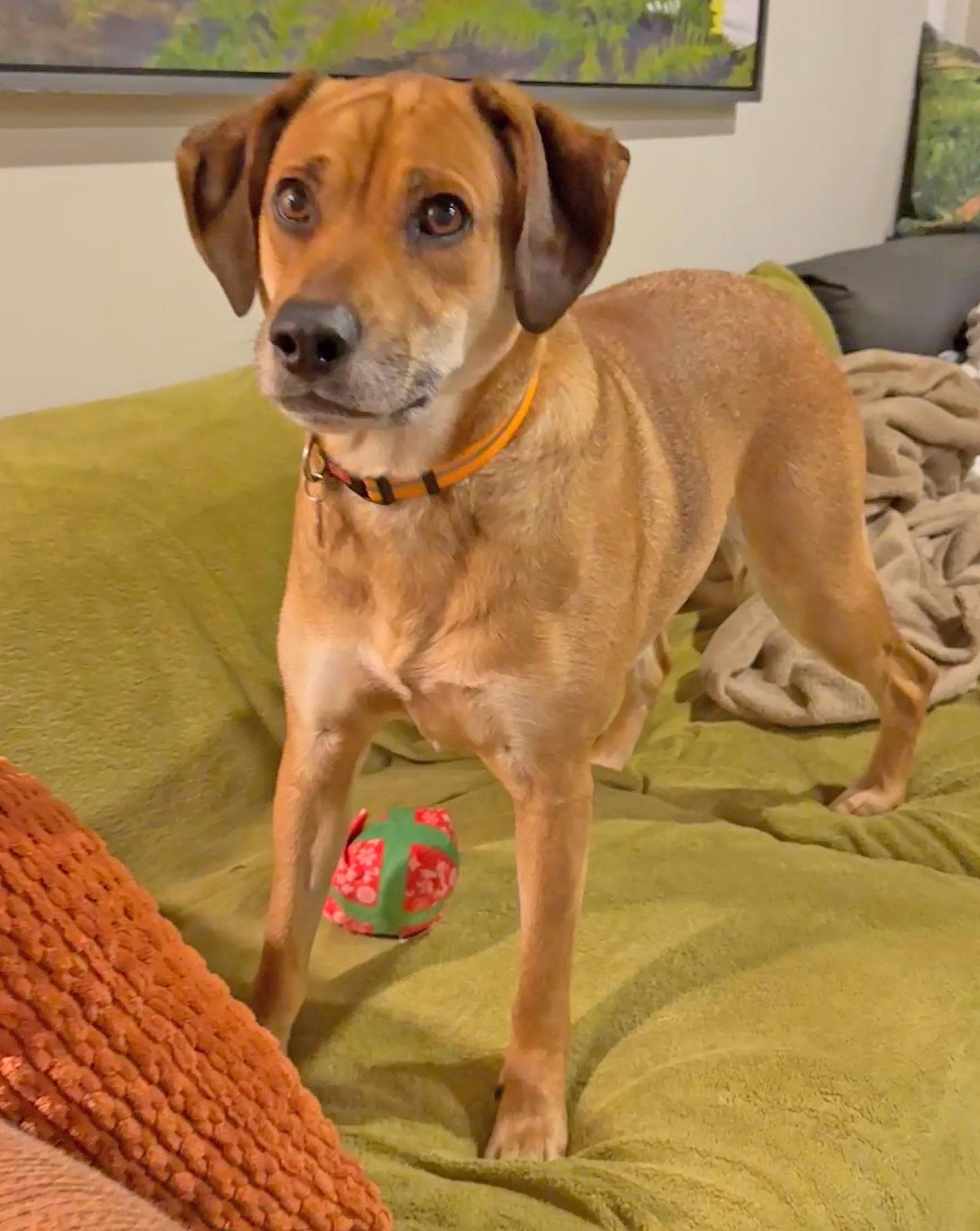 Enlarge Winston, a ADOPTABLE mixed breed in Mount Prospect, IL image 3/6