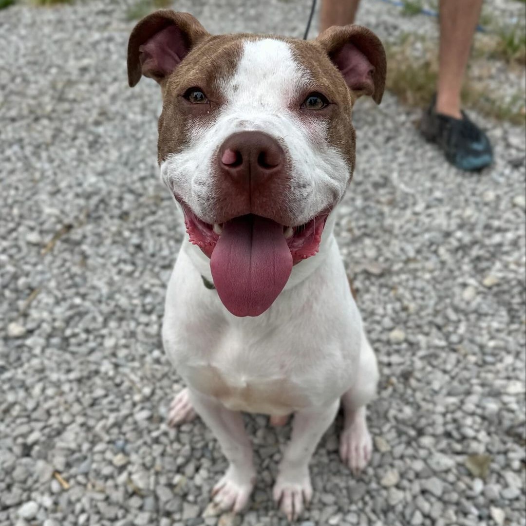 Hatch, a Adoptable Pit Bull Terrier in Detroit, MI image 4/6