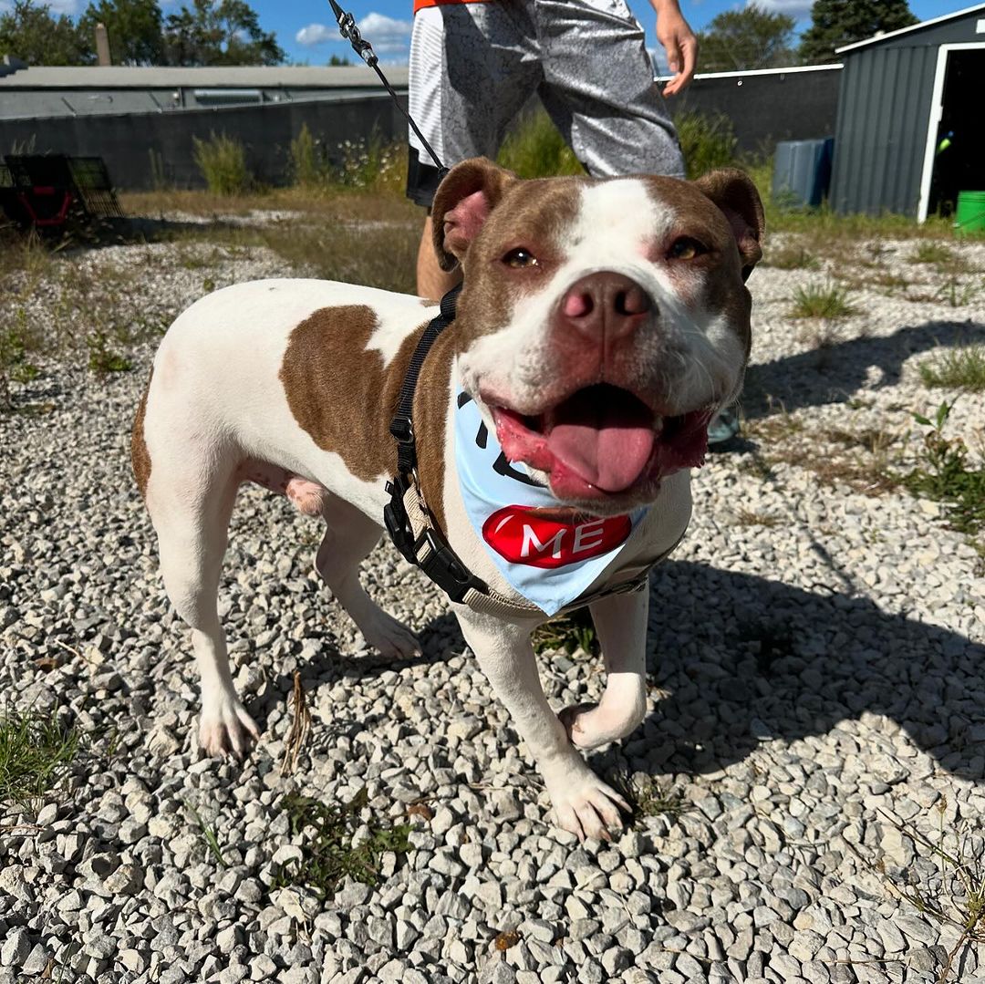 Hatch, a Adoptable Pit Bull Terrier in Detroit, MI image 5/6