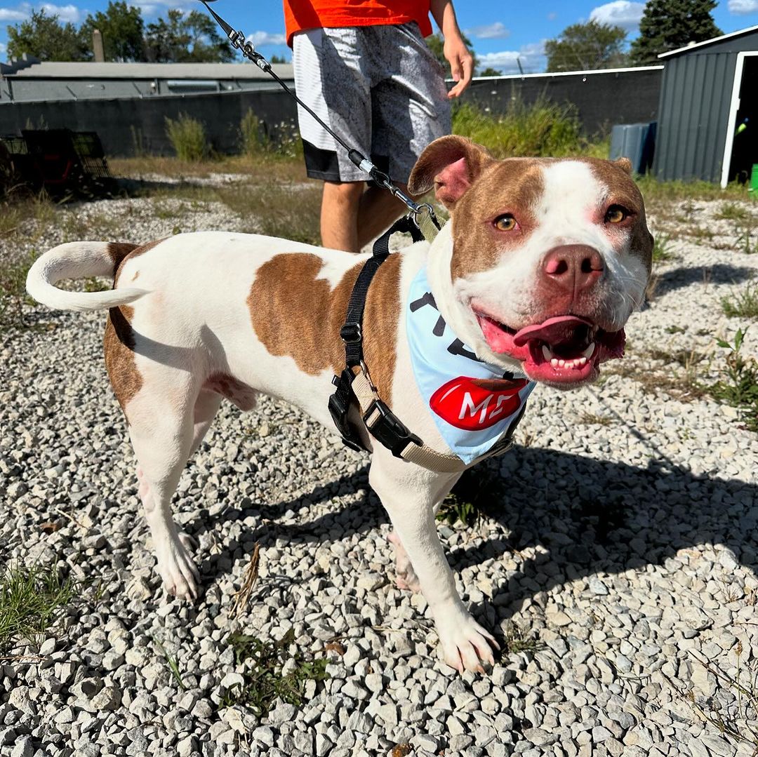 Hatch, a Adoptable Pit Bull Terrier in Detroit, MI image 2/6