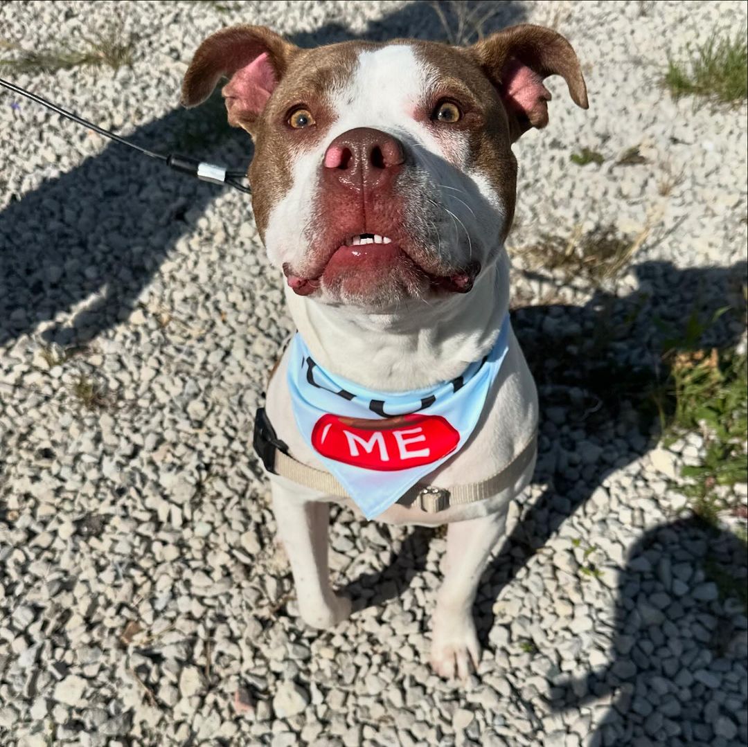 Hatch, a Adoptable Pit Bull Terrier in Detroit, MI image 3/6