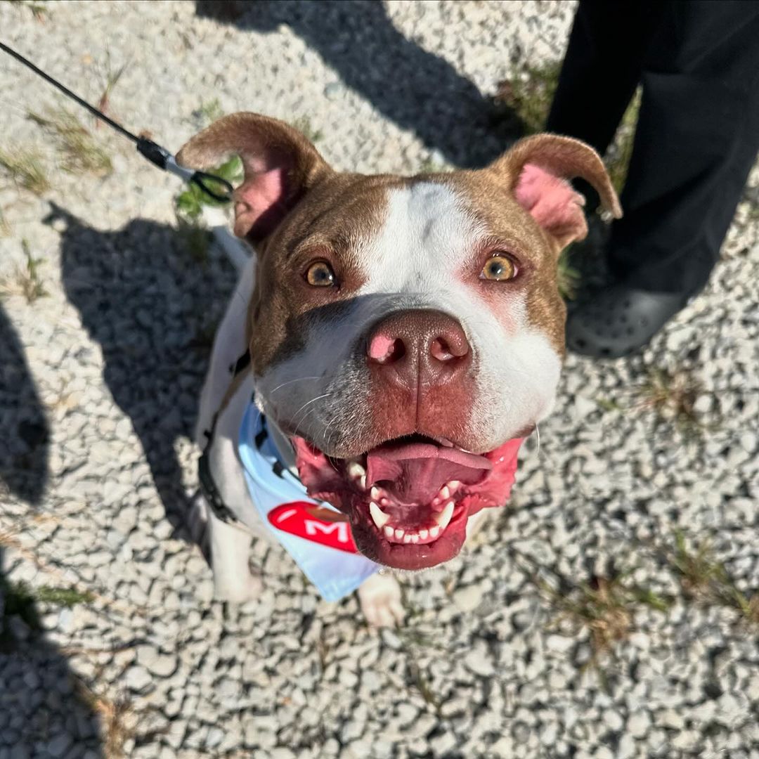 Hatch, Adoptable, Young Male Pit Bull Terrier.