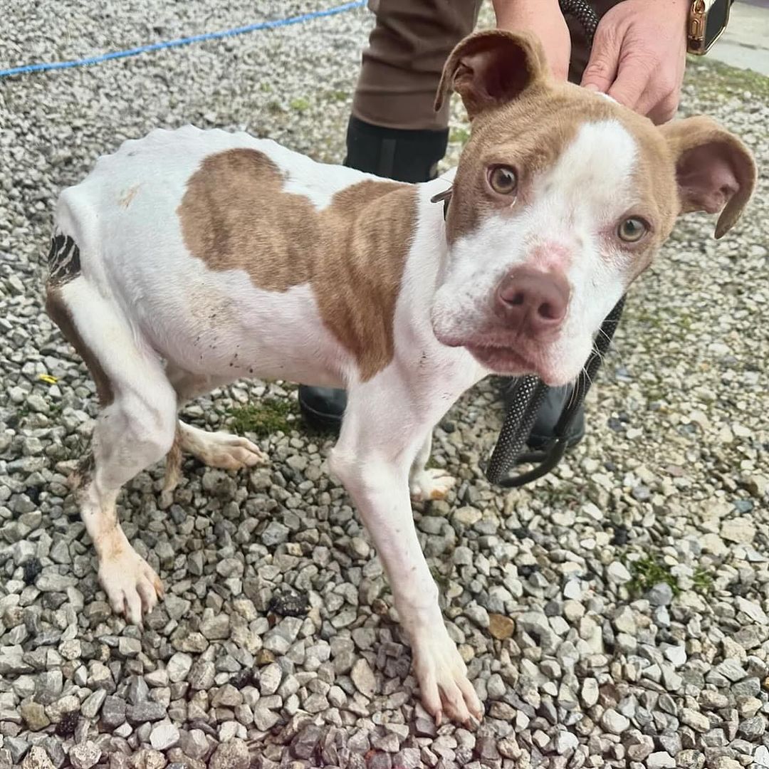 Hatch, a Adoptable Pit Bull Terrier in Detroit, MI image 6/6