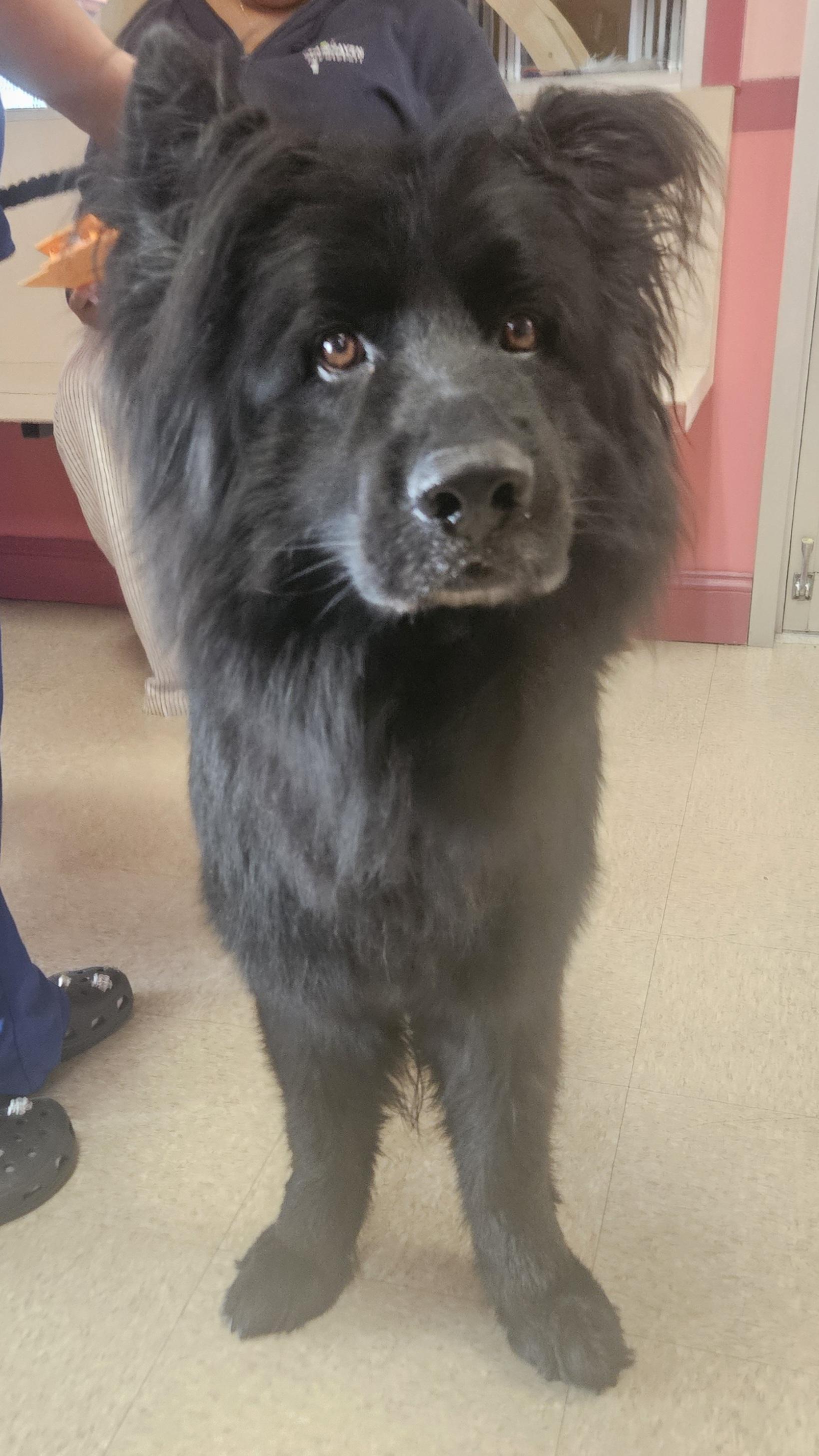 Hero, adopted, Adult Male Shepherd.