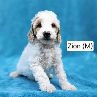 Zion (available after 6/13), adopted, Puppy Male Miniature Poodle.