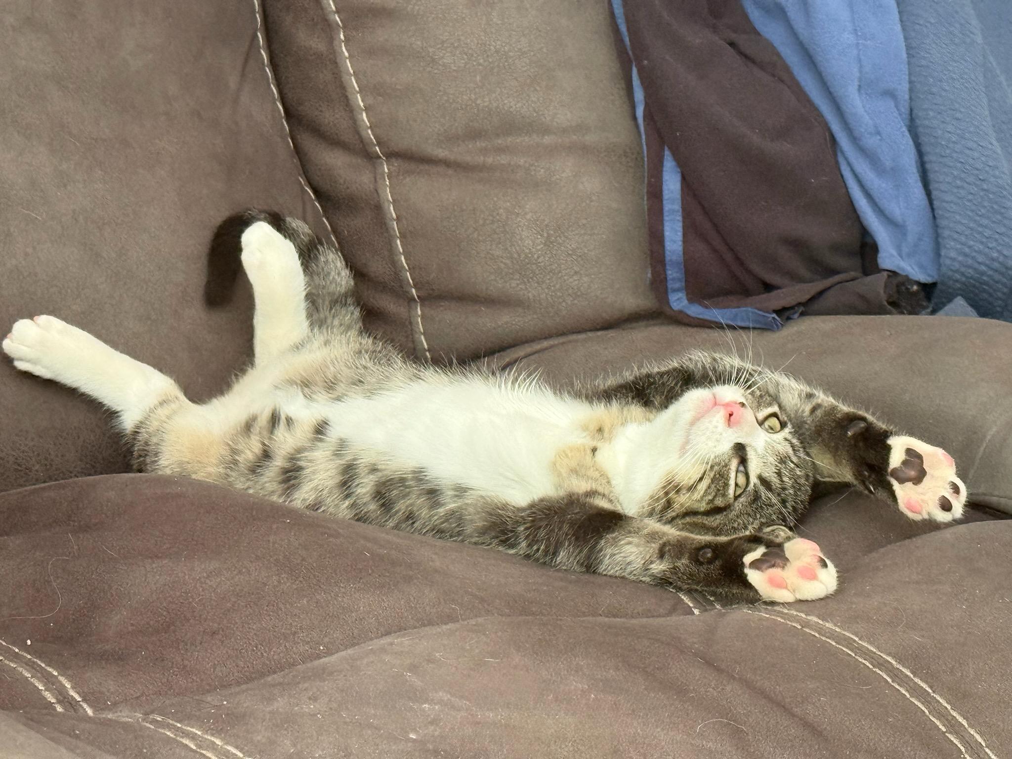 Enlarge Trinity (f) 3mth tabby/white, a Adoptable Domestic Short Hair in Ottawa, ON image 2/6