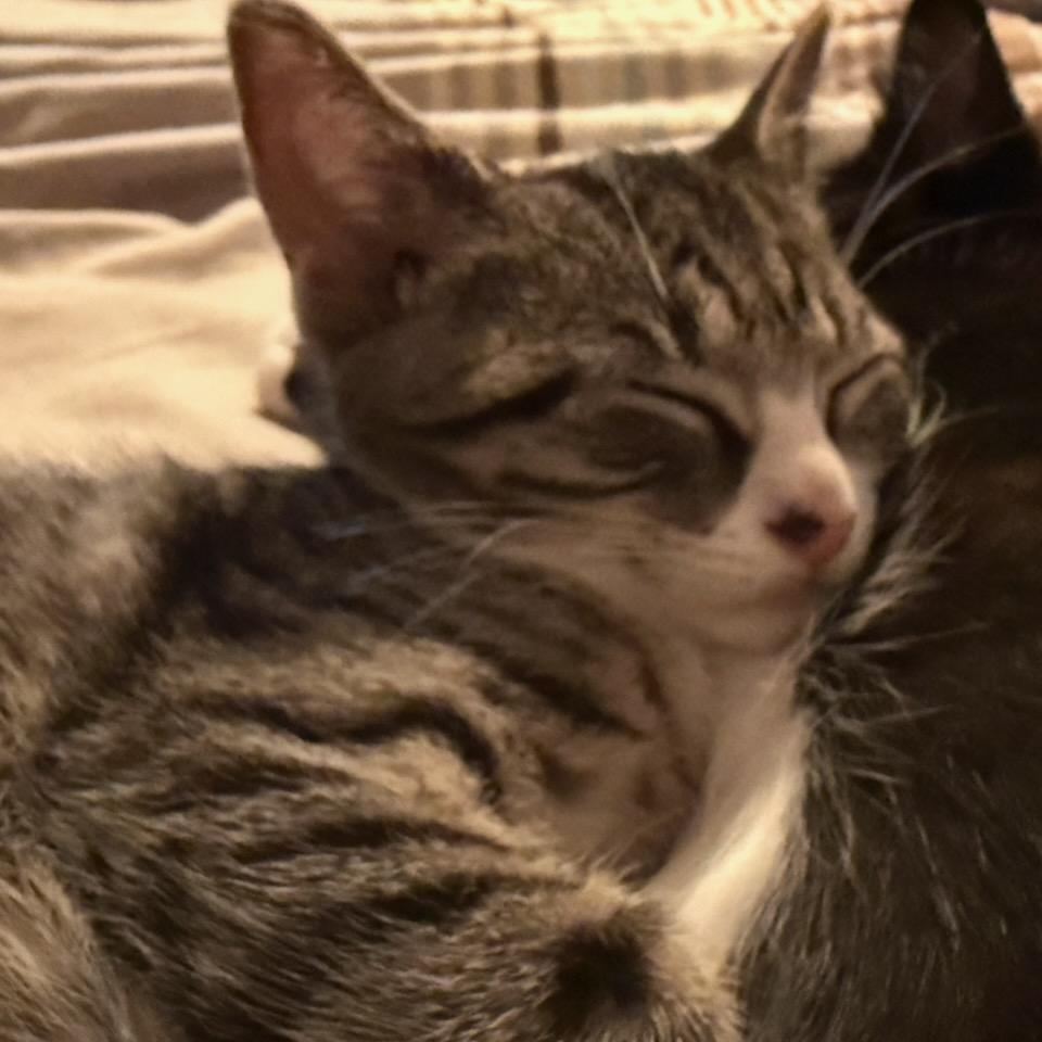 Enlarge Trinity (f) 3mth tabby/white, a Adoptable Domestic Short Hair in Ottawa, ON image 6/6