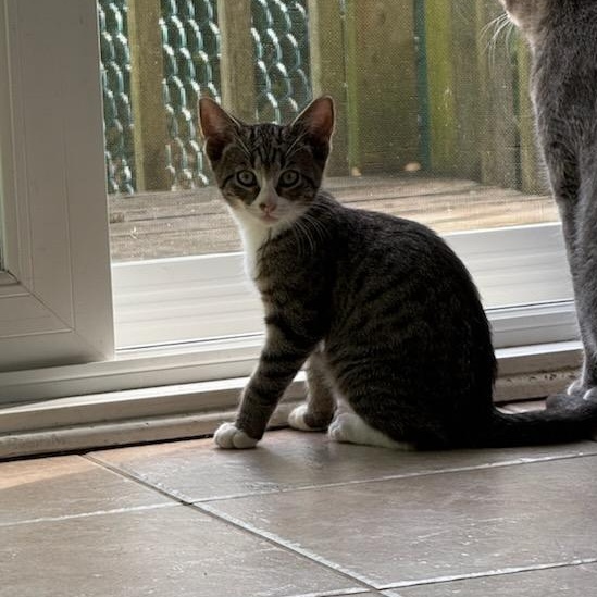 Enlarge Trinity (f) 3mth tabby/white, a Adoptable Domestic Short Hair in Ottawa, ON image 5/6