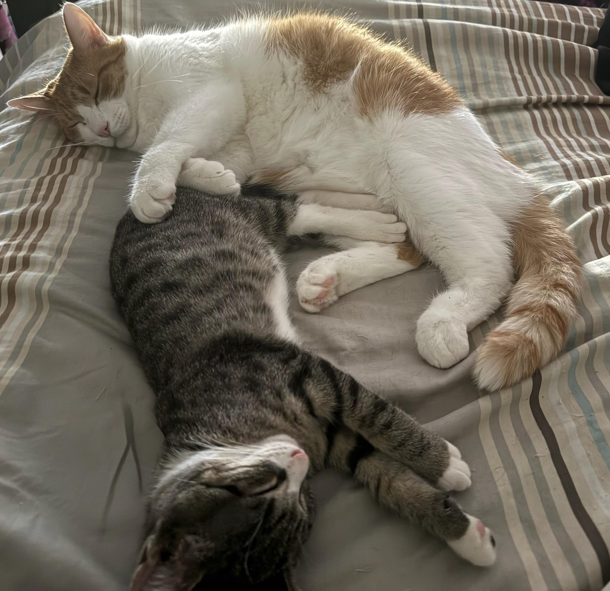 Enlarge Trinity (f) 3mth tabby/white, a Adoptable Domestic Short Hair in Ottawa, ON image 4/6