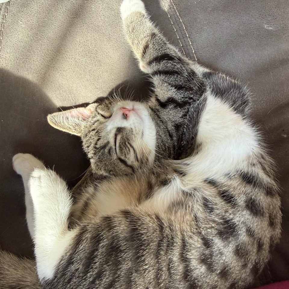 Trinity (f) 3mth tabby/white, Adoptable, Kitten Female Domestic Short Hair.
