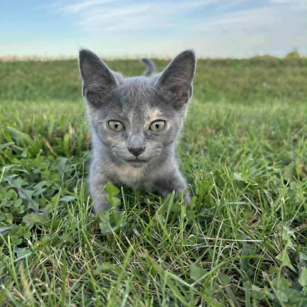 Enlarge Caramel, a Adoptable Domestic Short Hair in LYLE, MN image 1/2