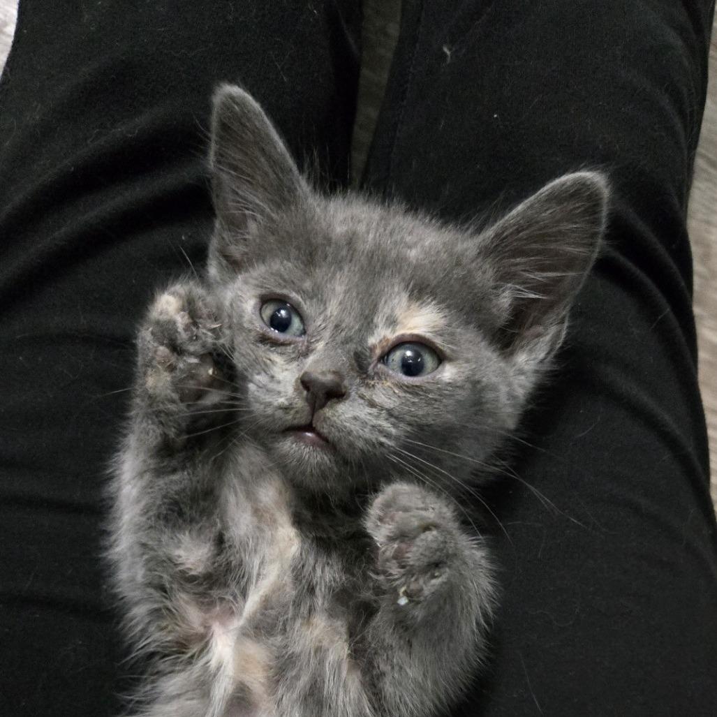 Enlarge Caramel, a Adoptable Domestic Short Hair in LYLE, MN image 2/2