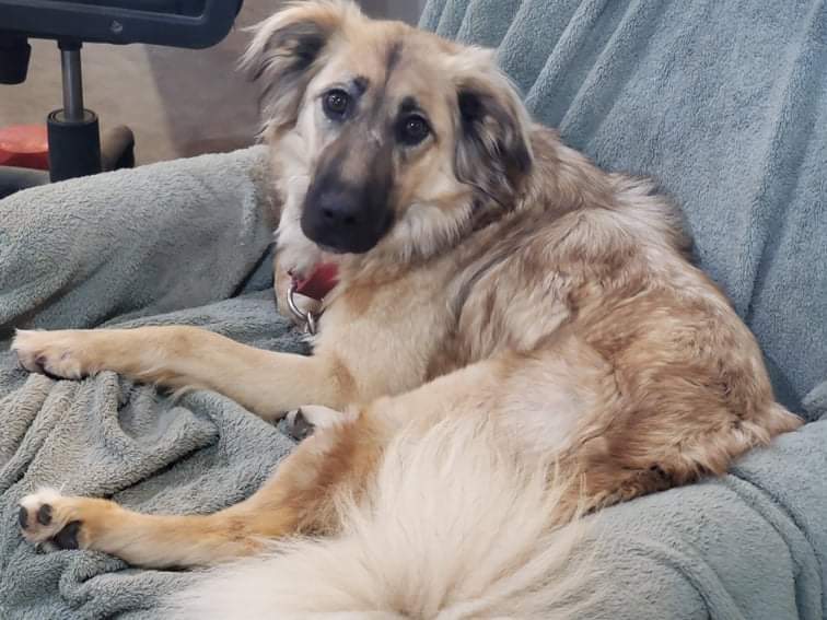 Osa, a Adoptable mixed breed in Mission, KS image 1/12