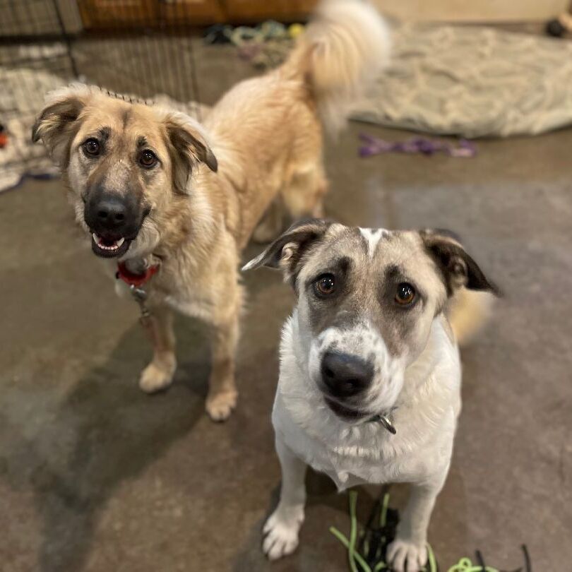 Osa, a Adoptable mixed breed in Mission, KS image 2/12