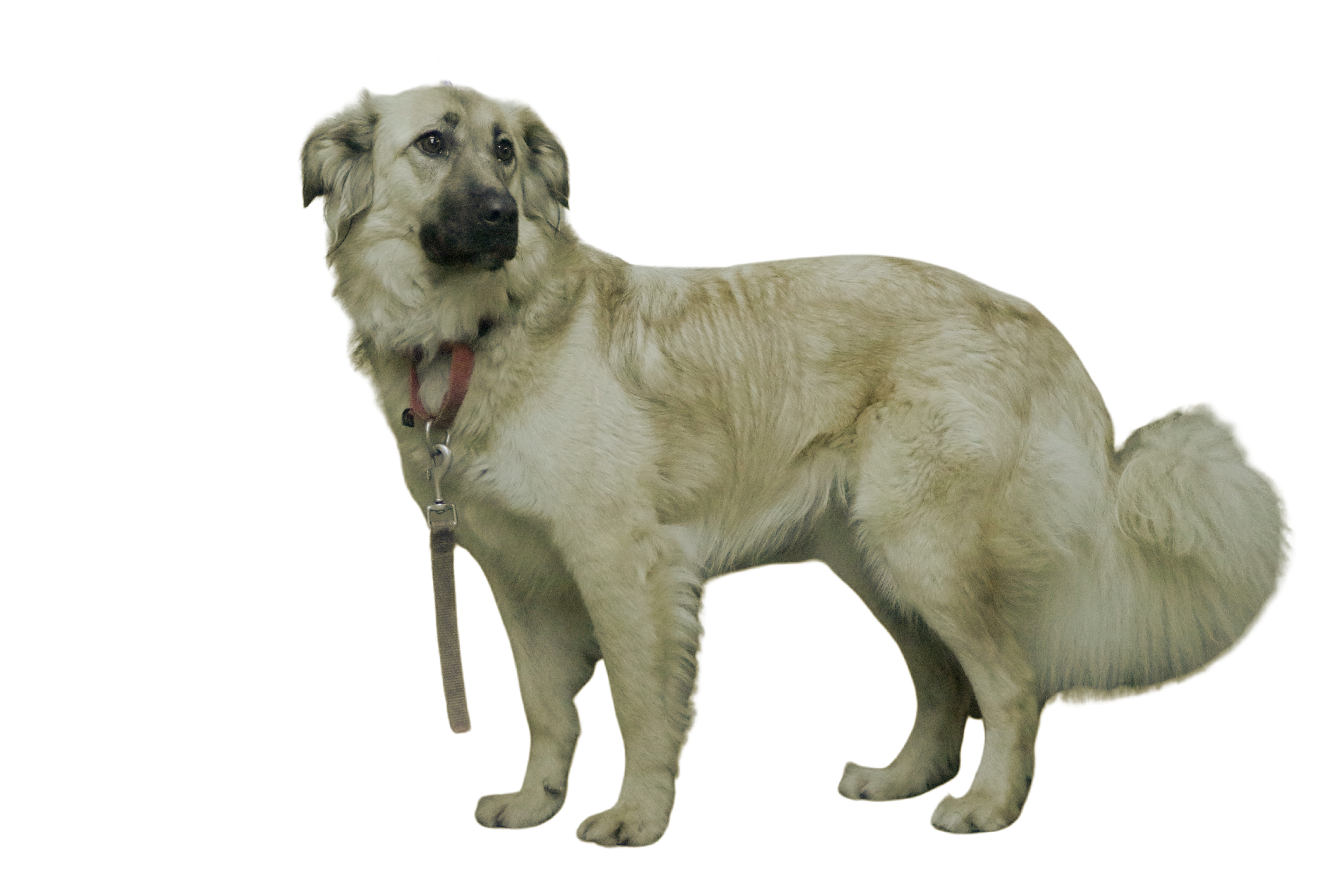 Osa, a Adoptable mixed breed in Mission, KS image 4/12