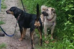 Osa, a Adoptable mixed breed in Mission, KS image 5/12