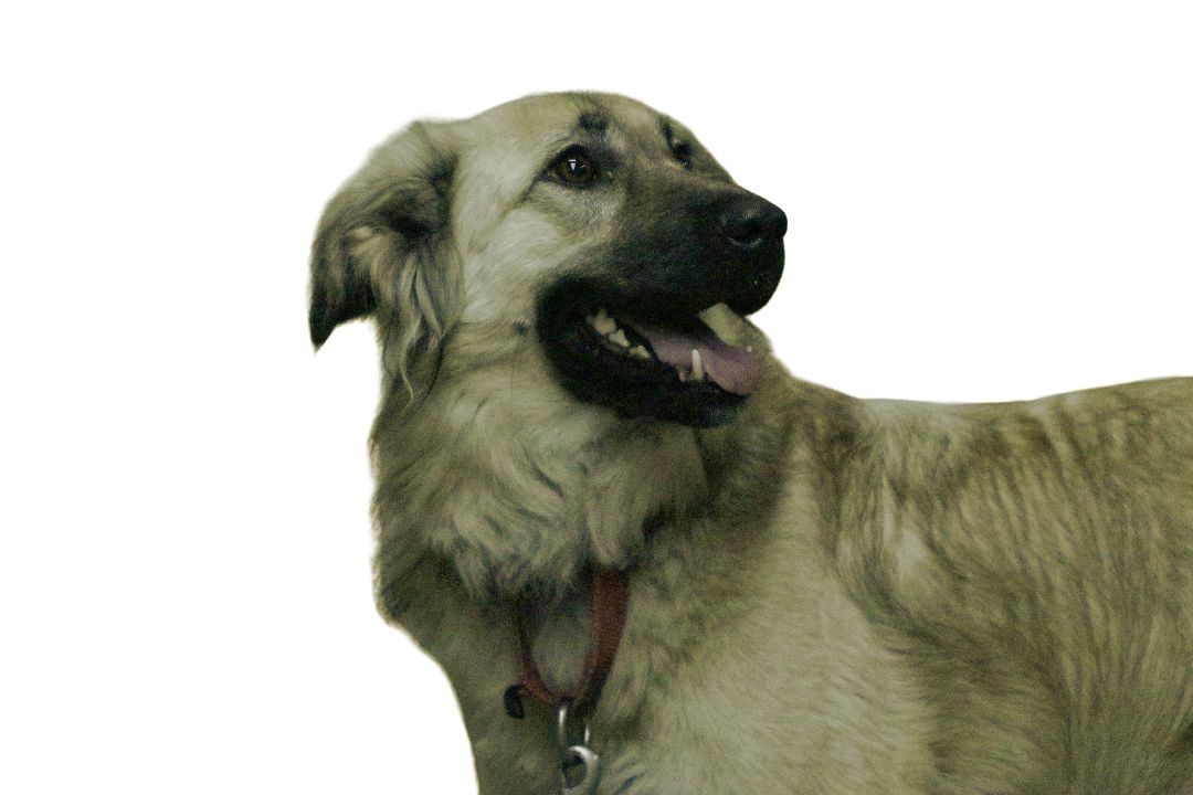 Osa, a Adoptable mixed breed in Mission, KS image 6/12