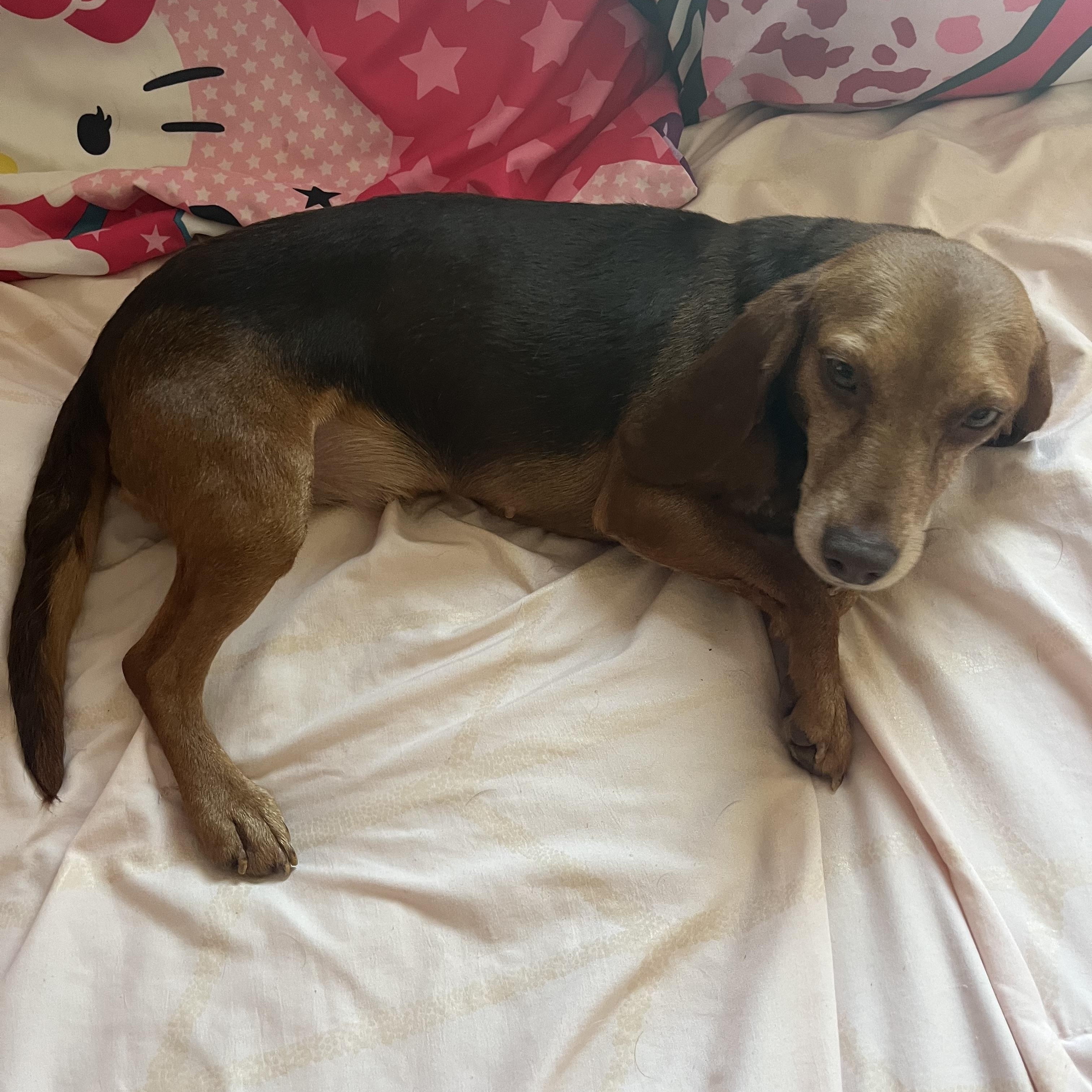 Piper, a ADOPTABLE Beagle in Barnegat, NJ image 4/6