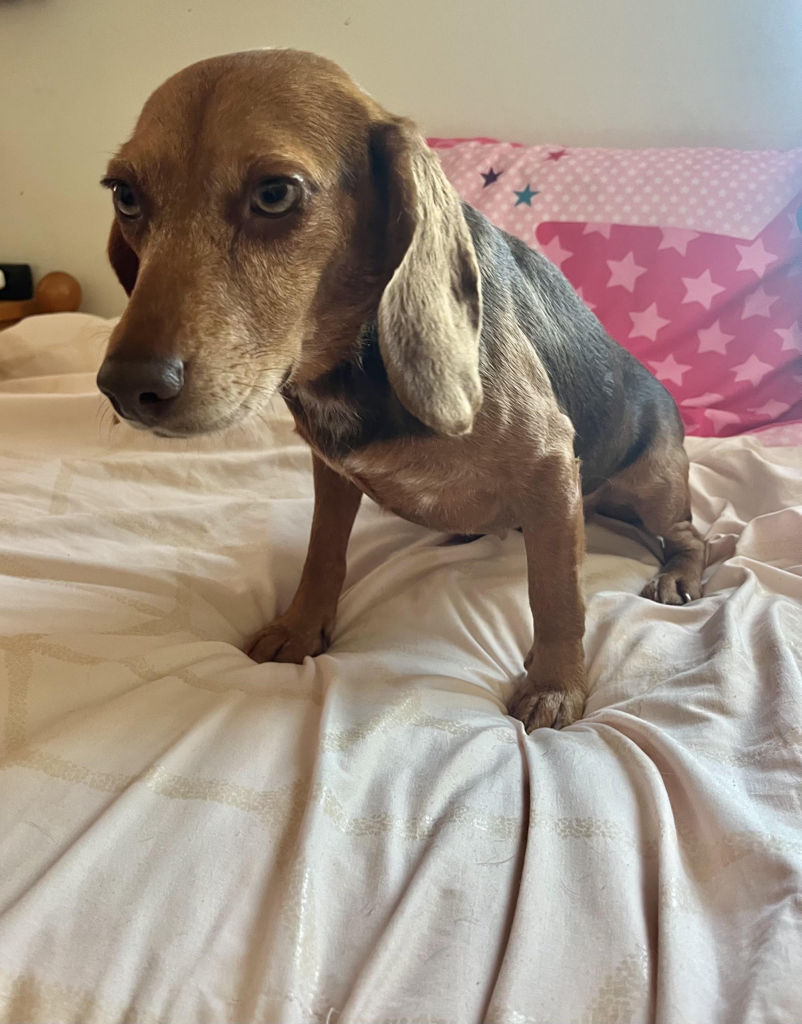 Piper, a ADOPTABLE Beagle in Barnegat, NJ image 5/6