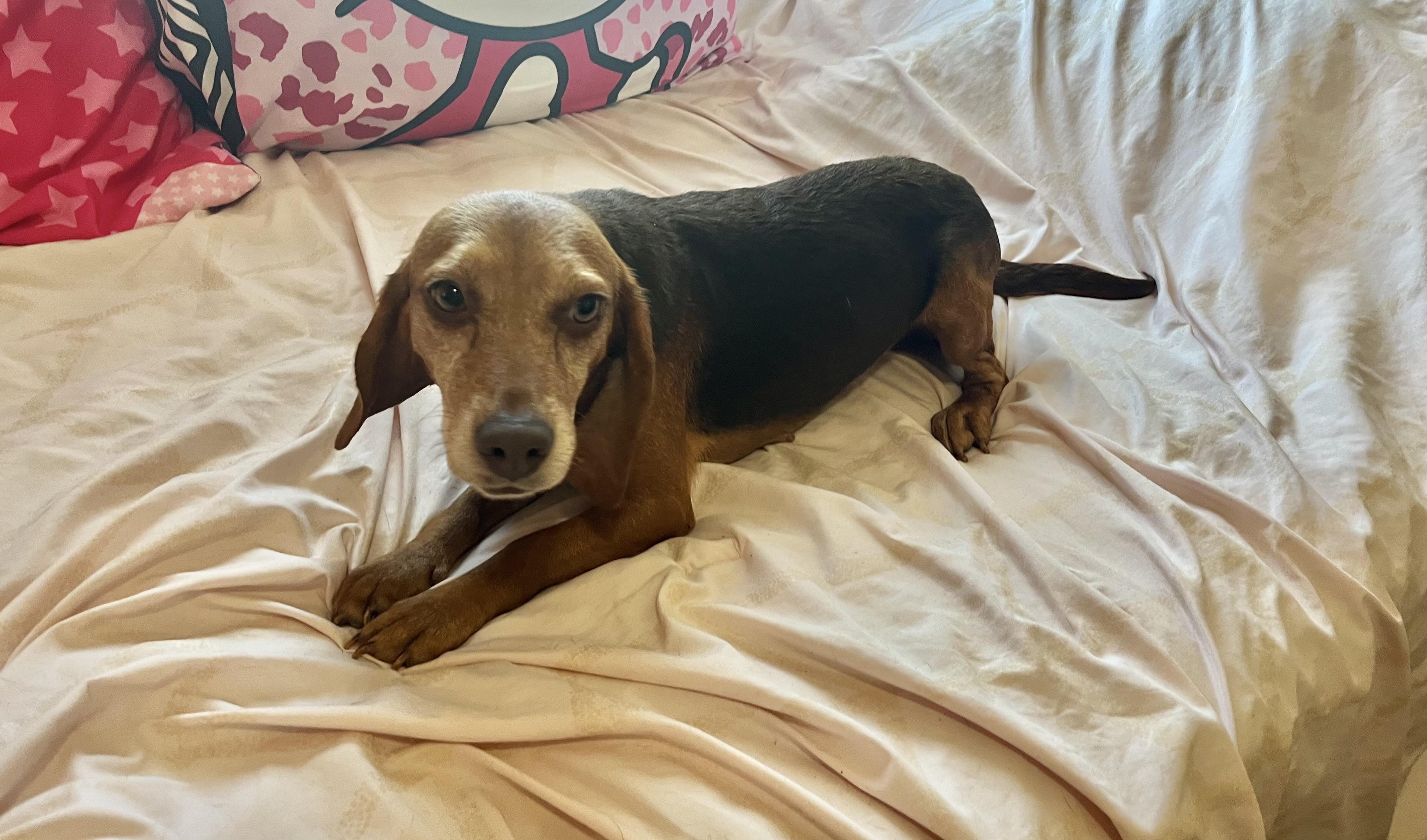 Piper, a ADOPTABLE Beagle in Barnegat, NJ image 3/6