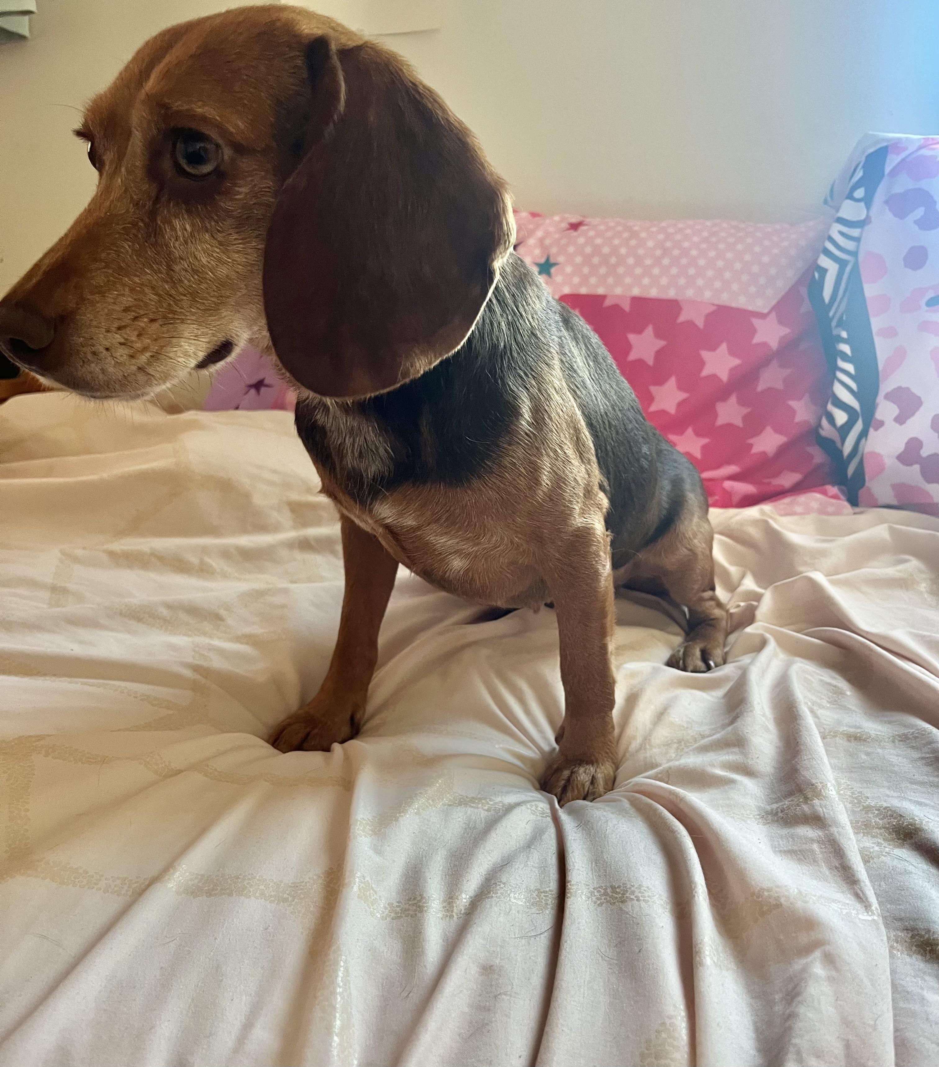 Piper, ADOPTABLE, Adult Female Beagle.