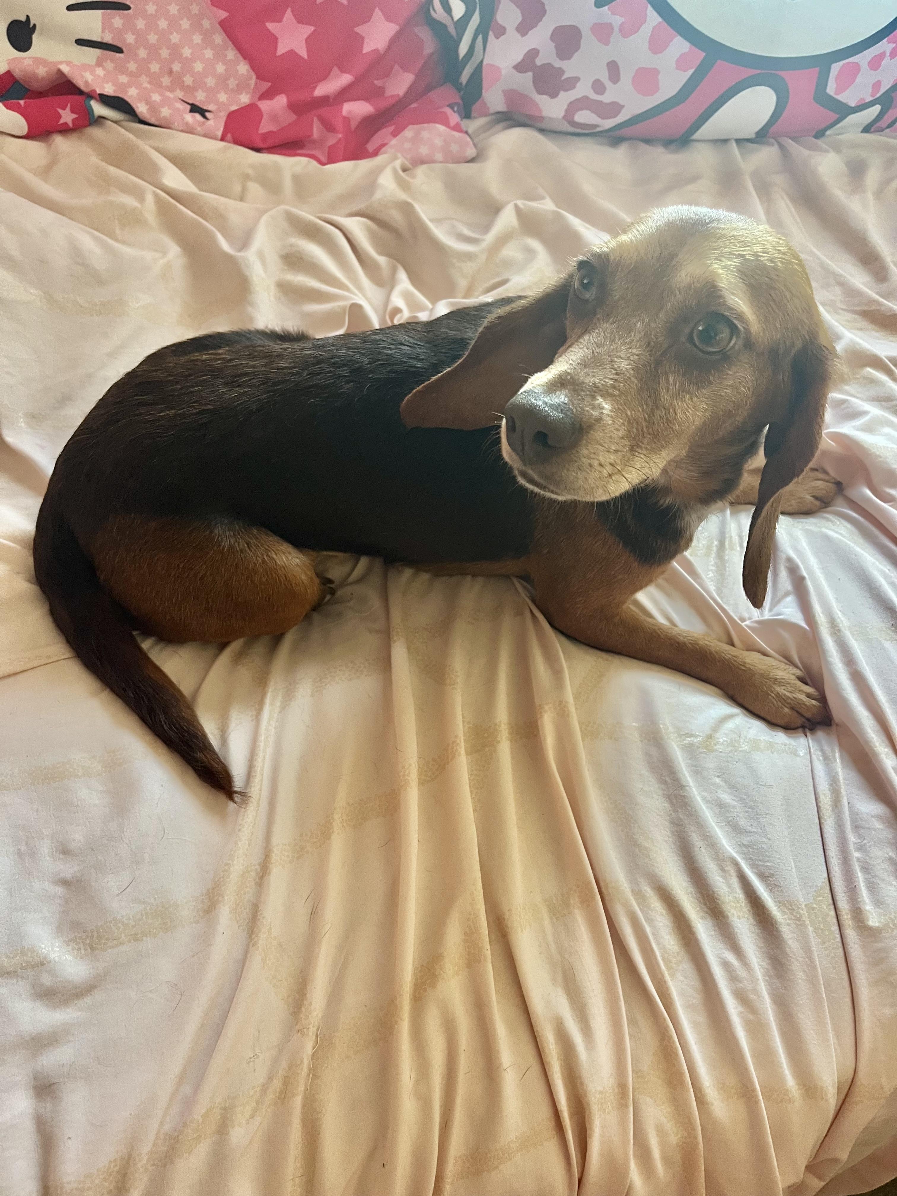 Piper, a ADOPTABLE Beagle in Barnegat, NJ image 6/6