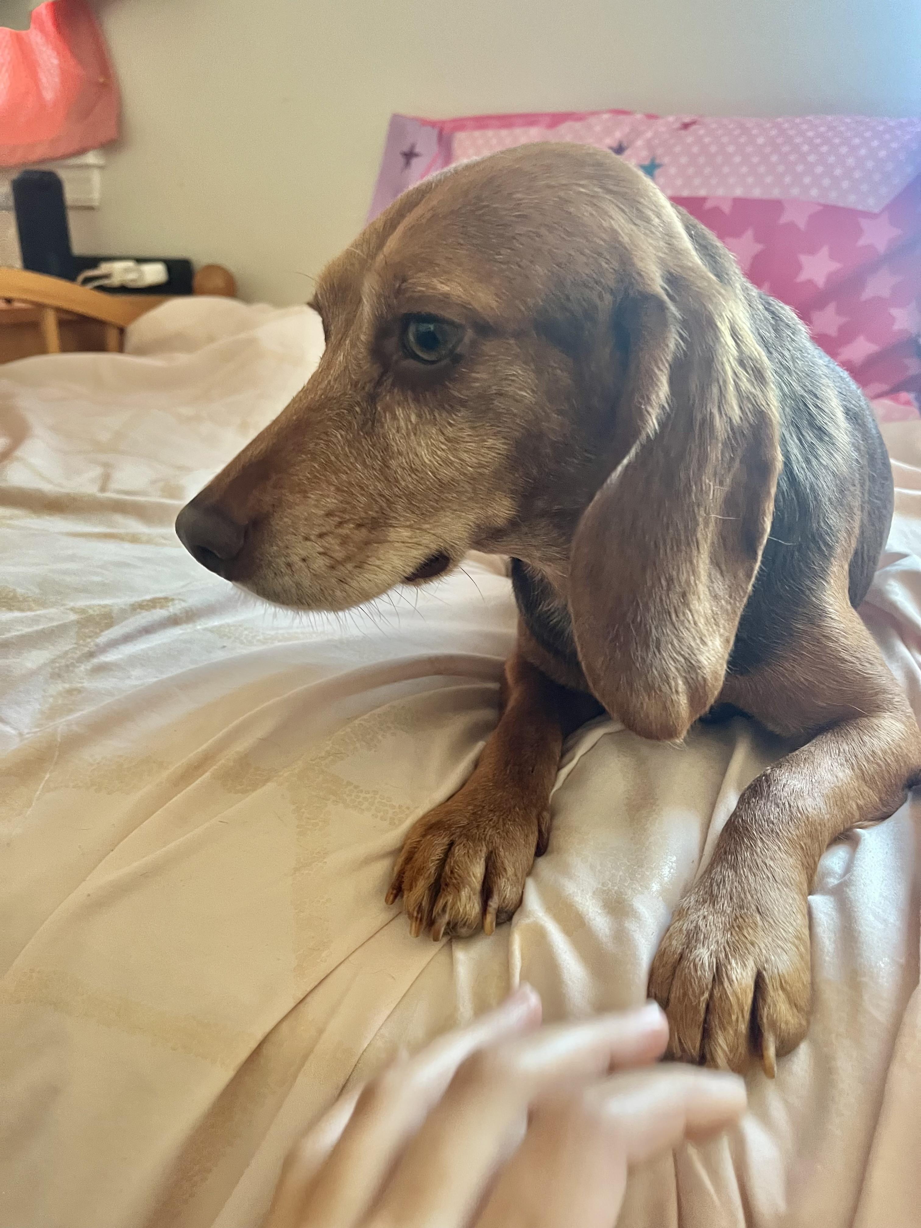 Piper, a ADOPTABLE Beagle in Barnegat, NJ image 2/6