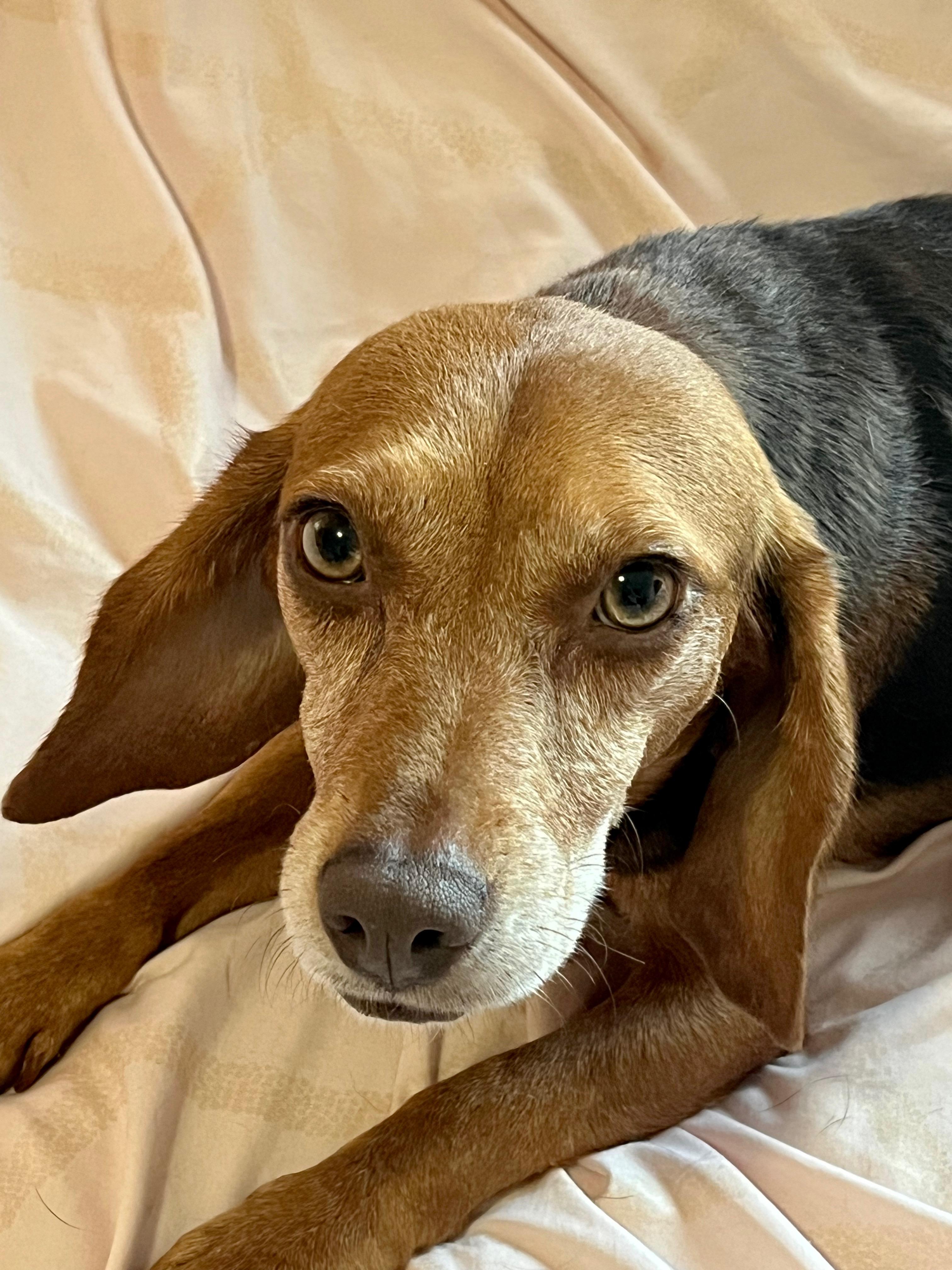 Piper, a ADOPTABLE Beagle in Barnegat, NJ image 2/6