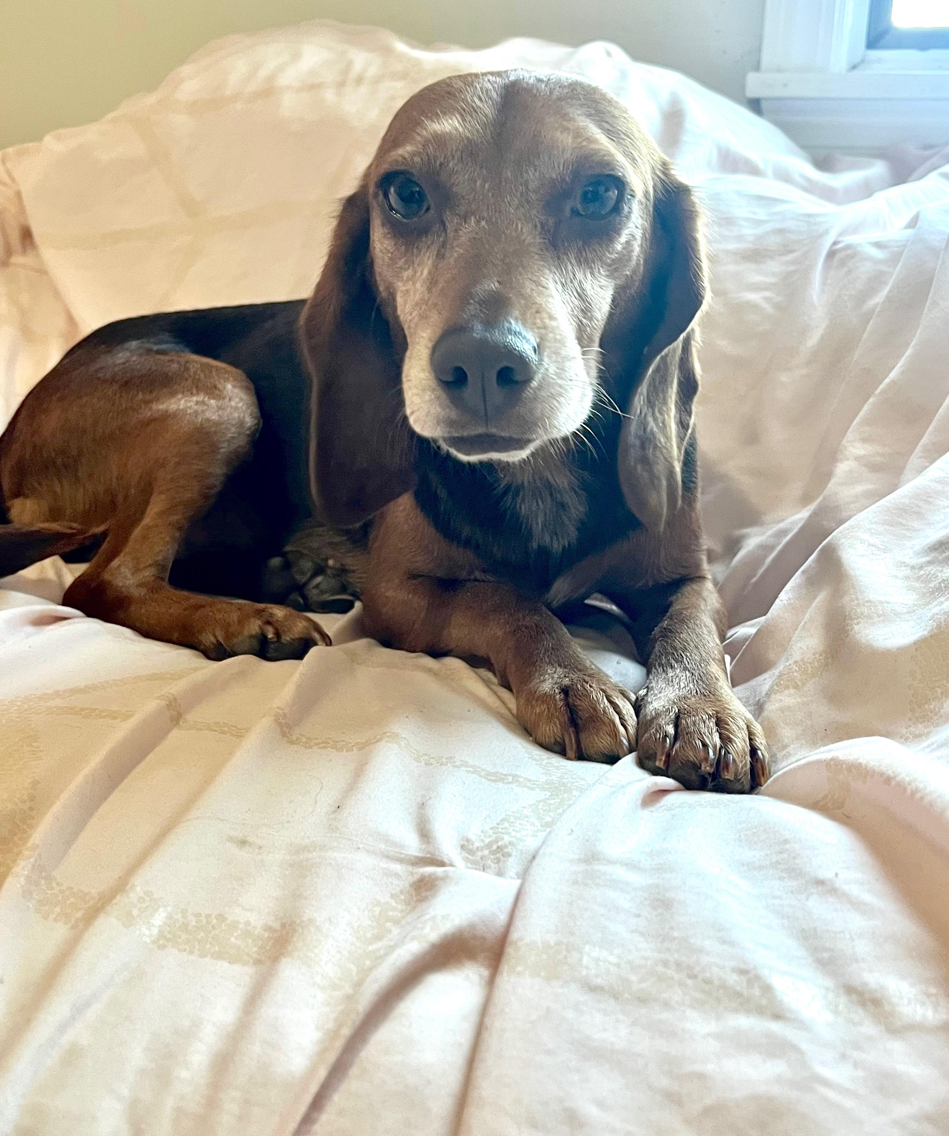 Piper, ADOPTABLE, Adult Female Beagle.