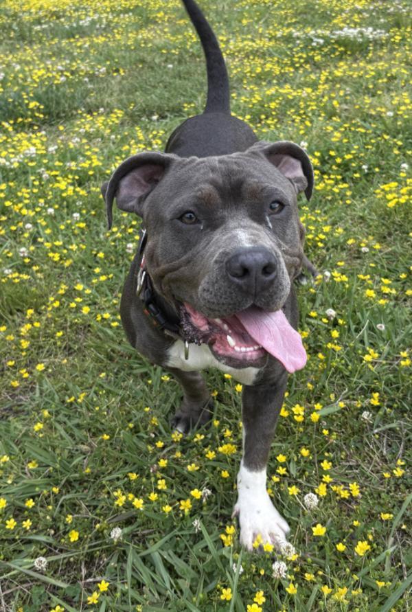 Nala, Adoptable, Young Female Pit Bull Terrier.