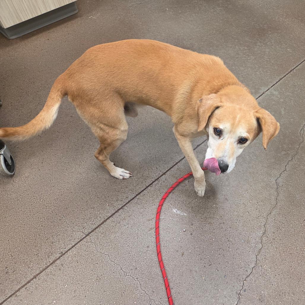 Enlarge Chuck, a Adoptable mixed breed in Chattanooga, TN image 1/1