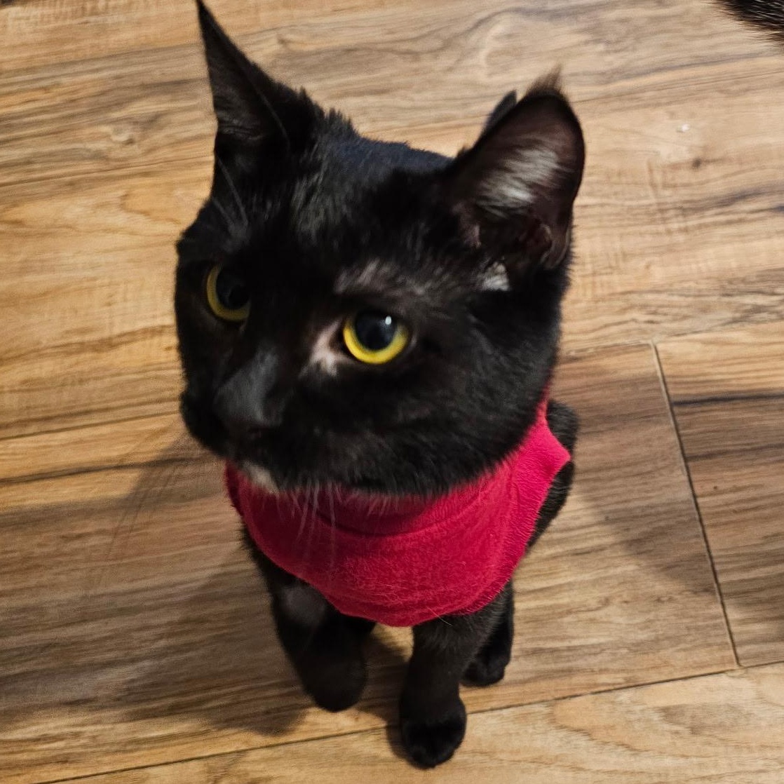 Enlarge Salem, an adopted mixed breed in Ellensburg, WA image 2/5