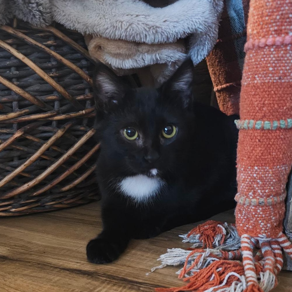 Salem, adopted, Kitten Female Domestic Short Hair.