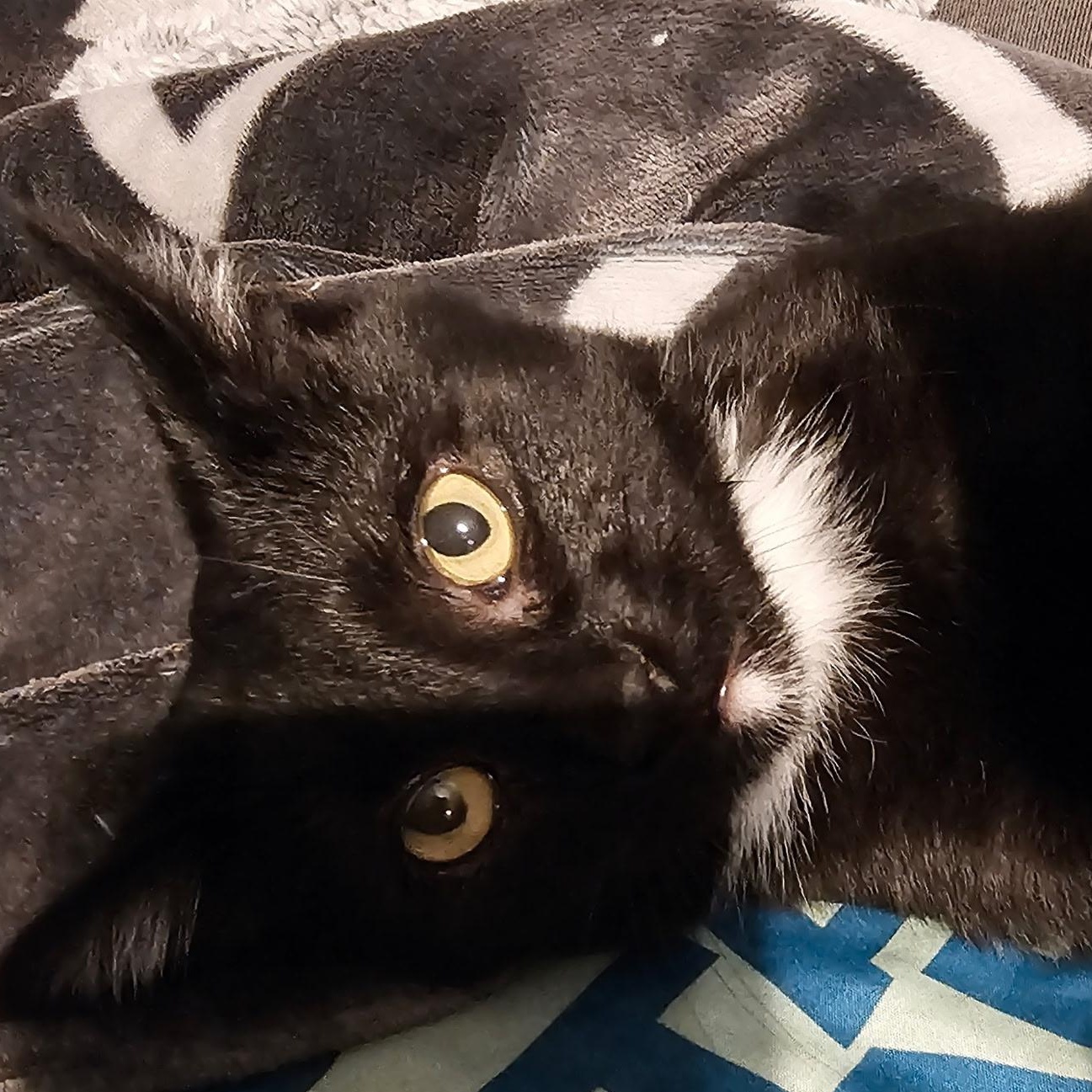 Enlarge Salem, an adopted mixed breed in Ellensburg, WA image 5/5