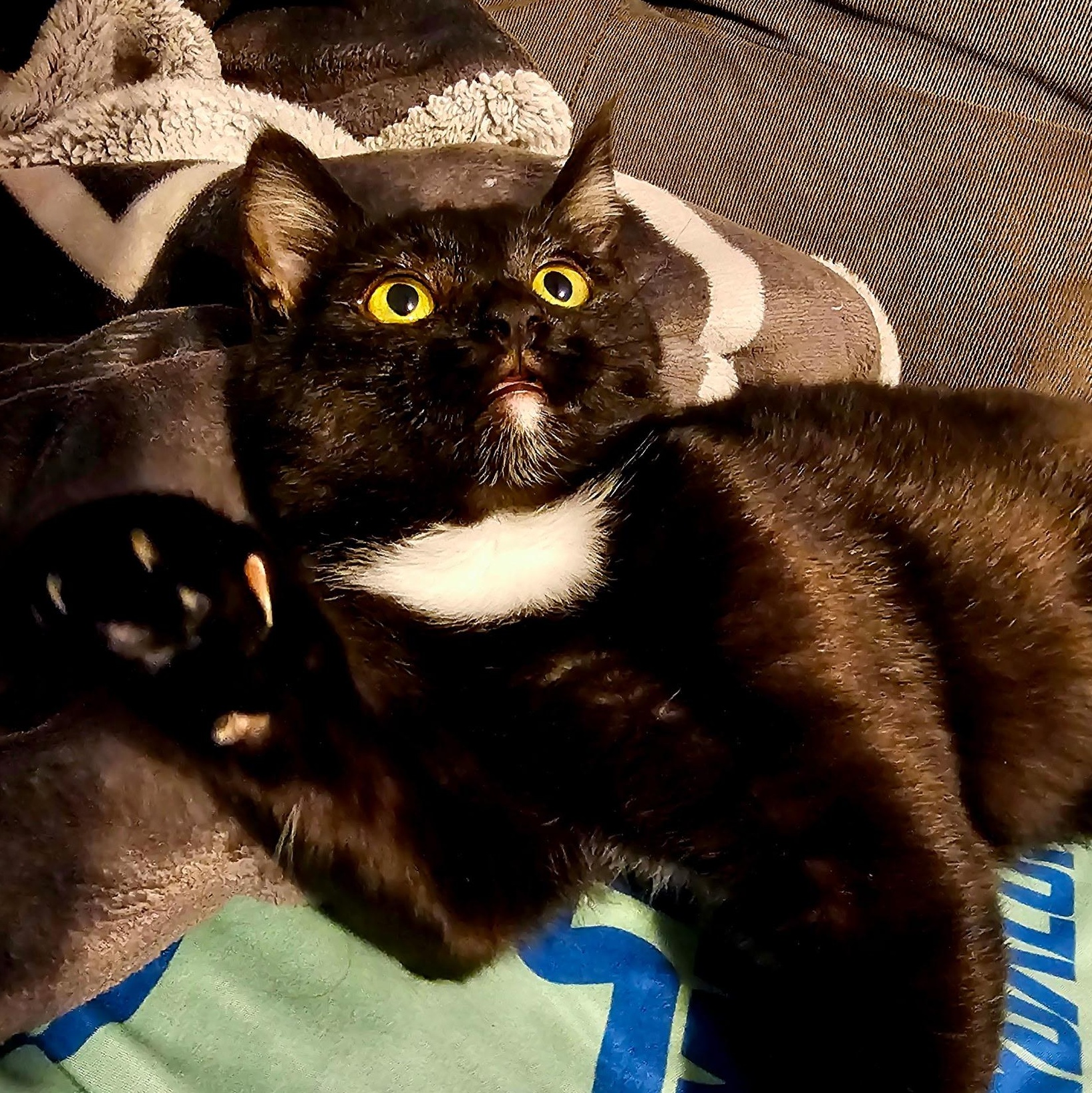 Enlarge Salem, an adopted mixed breed in Ellensburg, WA image 4/5