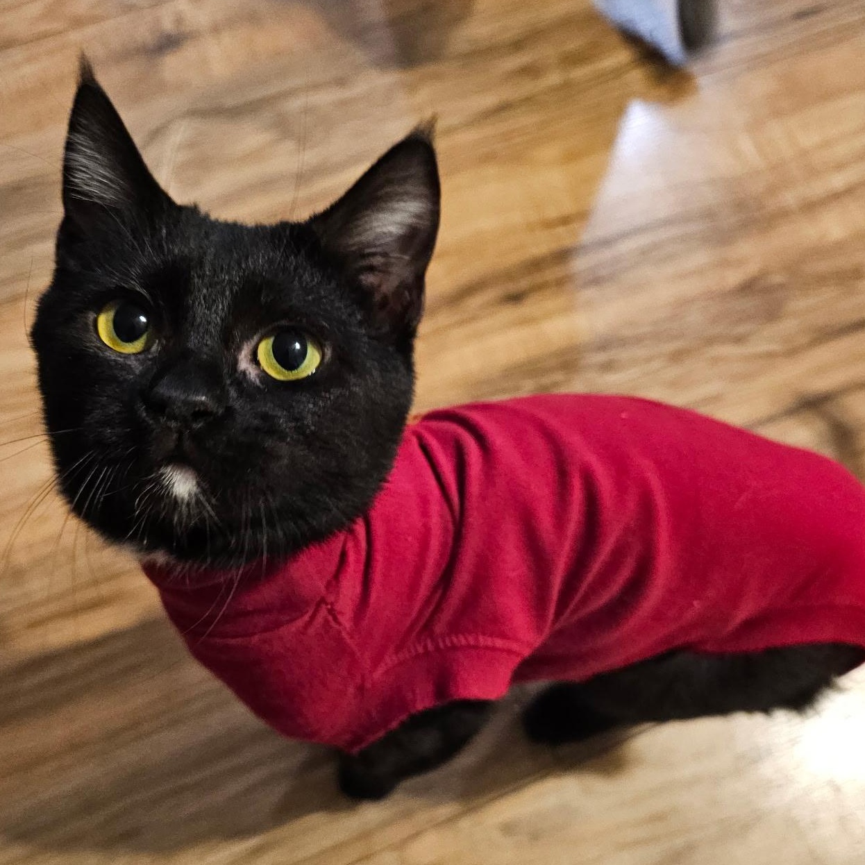 Enlarge Salem, an adopted mixed breed in Ellensburg, WA image 3/5