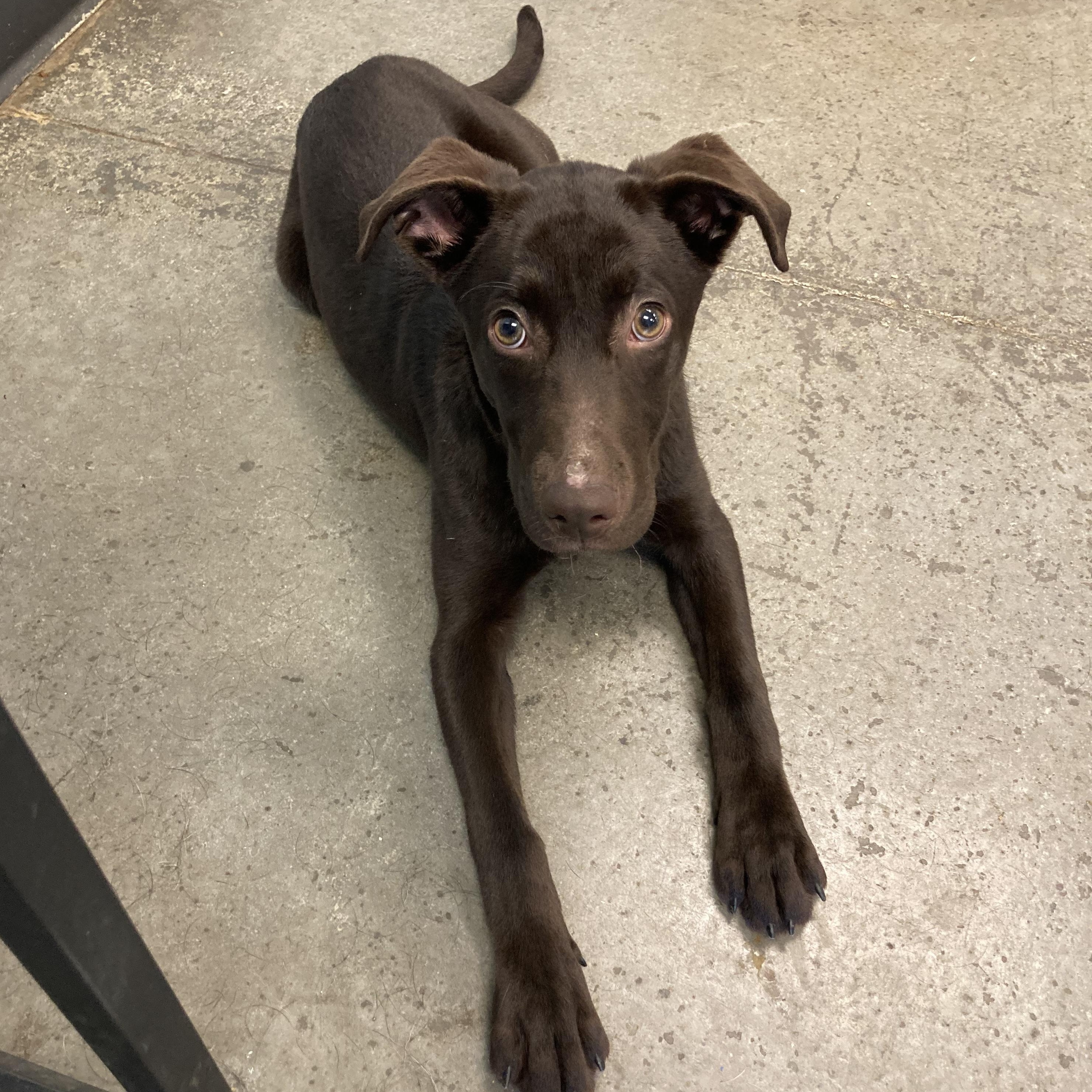 Enlarge Trooper, an adopted Mixed Breed in Mishawaka, IN image 1/5